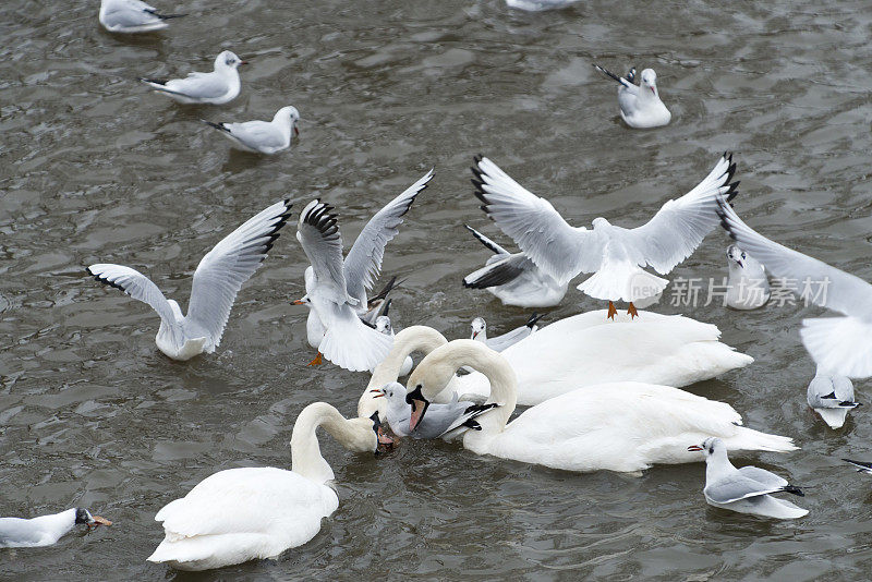 疣鼻天鹅[Cygnus olor]和沼泽乌鸦[Larus atricilla]喂养